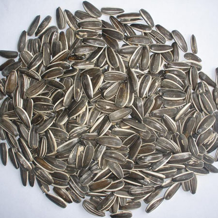葵花籽